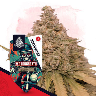 Zestaw Full Throttle – Odmiany Feminizowane