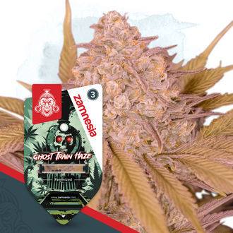 Zestaw Full Throttle – Odmiany Feminizowane