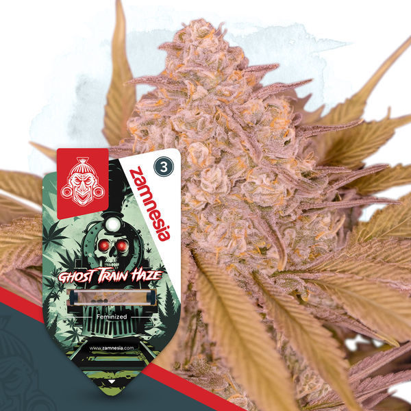 Zestaw Full Throttle – Odmiany Feminizowane