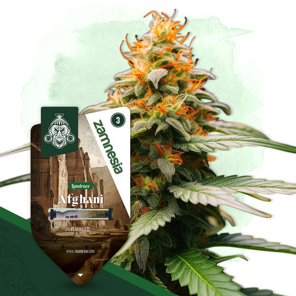 Pakiet Landrace – odmiany feminizowane