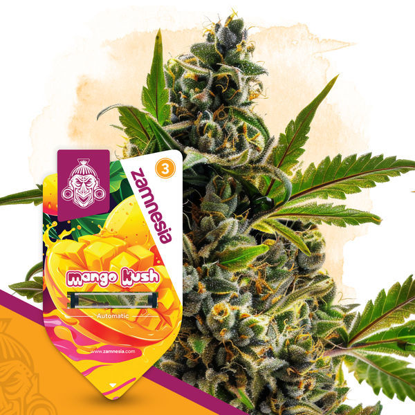 Zestaw Club Tropicana – odmiany Automat