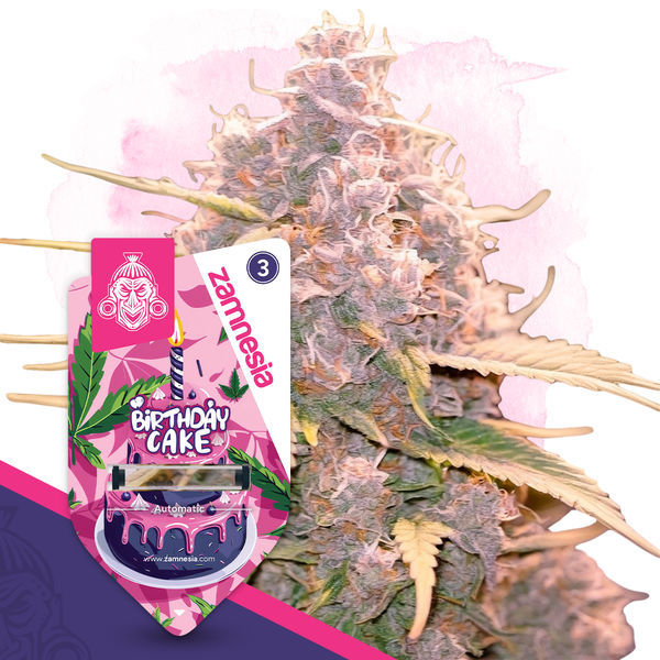 Pakiet Deserowy - Odmiany Automat