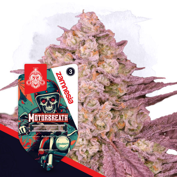 Pakiet Full Throttle – odmiany Automat