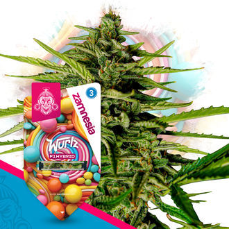 Zestaw F1 Power Pack – nasiona hybrydowe F1