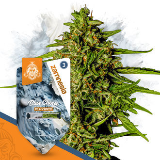 Super THC Pack - Nasiona F1 Hybrid