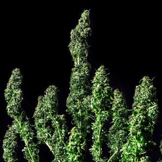 Moby Dick (Kannabia) feminizowane