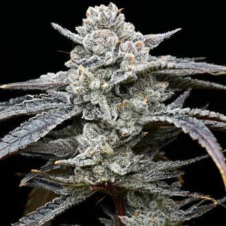 Lemon Cherry Gelato (Barney's Farm x Backpackboyz) feminizowane