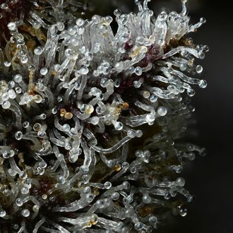 Lemon Cherry Gelato (Barney's Farm x Backpackboyz) feminizowane