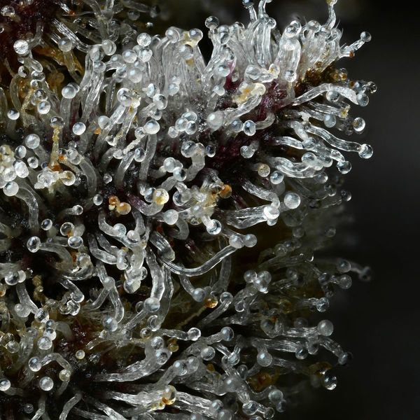 Lemon Cherry Gelato (Barney's Farm x Backpackboyz) feminizowane