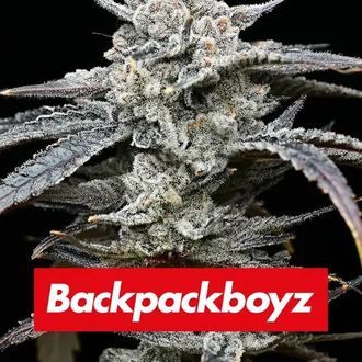 Lemon Cherry Gelato (Barney's Farm x Backpackboyz) feminizowane