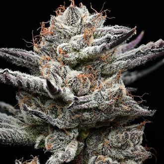 Black Cherry Gushers (Barney's Farm x Backpackboyz) nasiona marihuany feminizowane