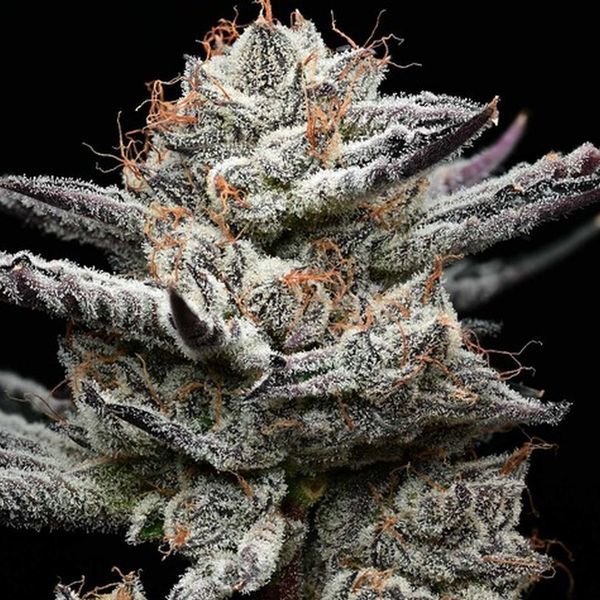 Black Cherry Gushers (Barney's Farm x Backpackboyz) nasiona marihuany feminizowane