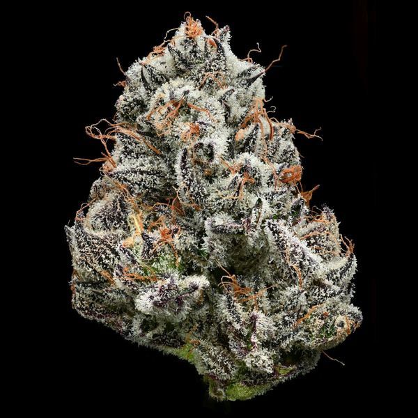 Black Cherry Gushers (Barney's Farm x Backpackboyz) nasiona marihuany feminizowane