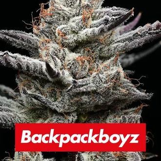 Black Cherry Gushers (Barney's Farm x Backpackboyz) nasiona marihuany feminizowane