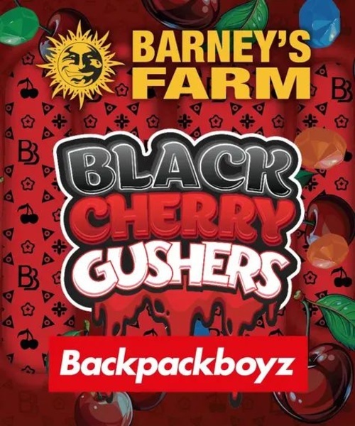 Black Cherry Gushers (Barney's Farm x Backpackboyz) nasiona marihuany feminizowane