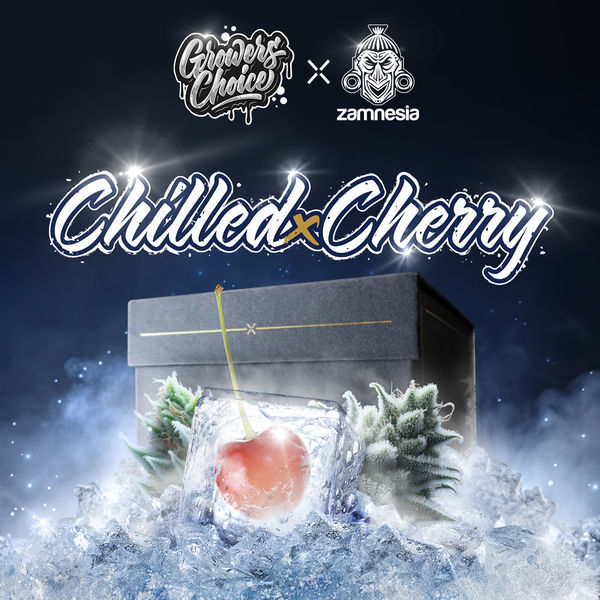 Chilled Cherry (Growers Choice x Zamnesia Seeds) nasiona marihuany feminizowane