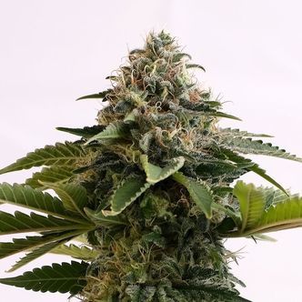 Amnesia Dream XL Automat (Kannabia) feminizowane