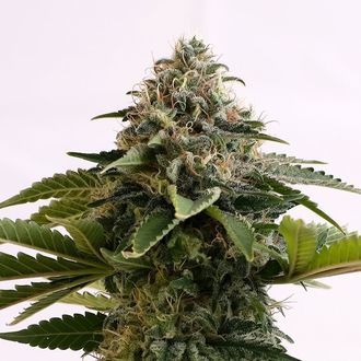 Amnesia Dream XL Automat (Kannabia) feminizowane