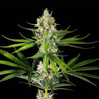 Oz USA (Kannabia) nasiona marihuany feminizowane