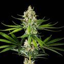Oz USA (Kannabia) nasiona marihuany feminizowane