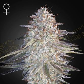 Super Lemon Haze x Pink Candy (Greenhouse Seeds) nasiona marihuany feminizowane