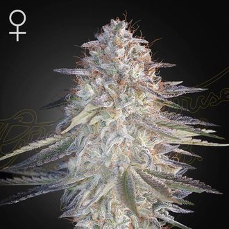 Super Lemon Haze x Pink Candy (Greenhouse Seeds) nasiona marihuany feminizowane