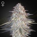 Super Lemon Haze x Pink Candy (Greenhouse Seeds) nasiona marihuany feminizowane