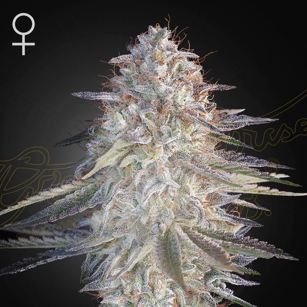 Super Lemon Haze x Pink Candy (Greenhouse Seeds) nasiona marihuany feminizowane