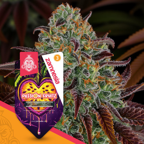 Passion Fruitz (Zamnesia Seeds) nasiona marihuany feminizowane