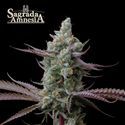 Sagrada Amnesia (Seedstockers) feminizowane