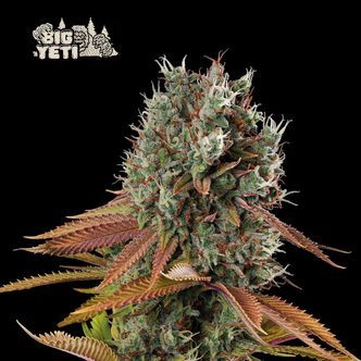 Big Yeti (Seedstockers) nasiona marihuany feminizowane
