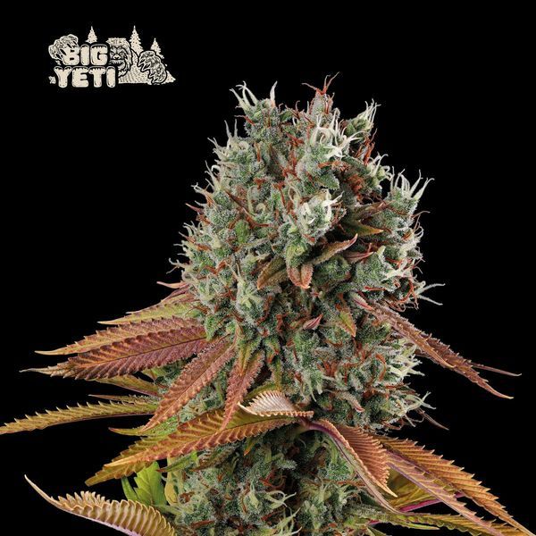 Big Yeti (Seedstockers) nasiona marihuany feminizowane