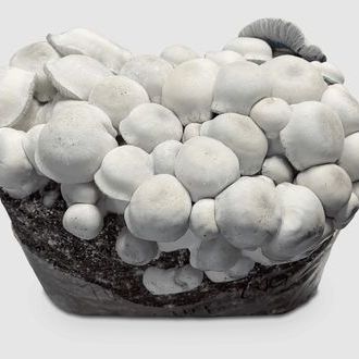 MycoBag „Tidal Wave Ape”