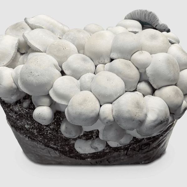 MycoBag „Tidal Wave Ape”