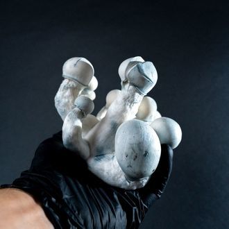 MycoBag „Tidal Wave Ape”