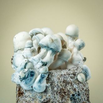 MycoBag „Tidal Wave Ape”