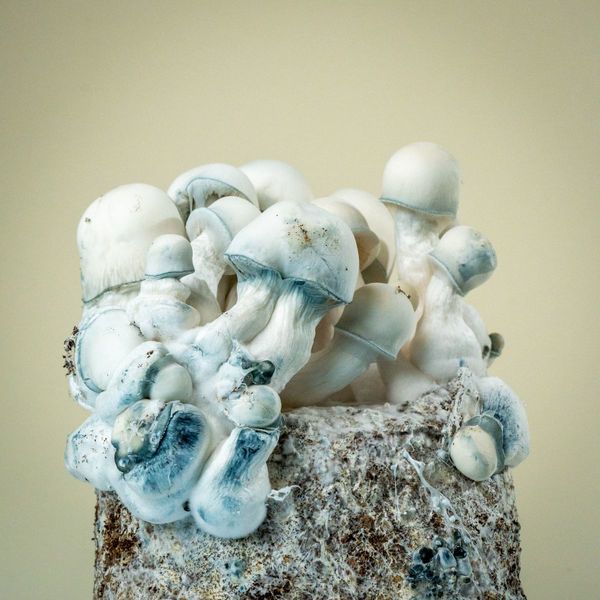 MycoBag „Tidal Wave Ape”