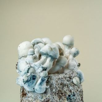 MycoBag „Tidal Wave Ape”