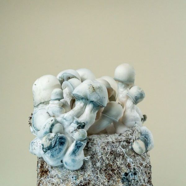 MycoBag „Tidal Wave Ape”