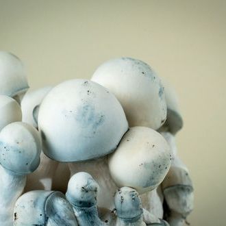 MycoBag „Tidal Wave Ape”