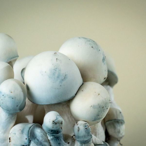 MycoBag „Tidal Wave Ape”