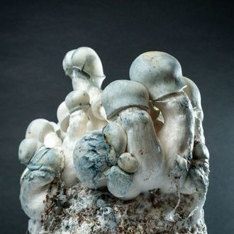 MycoBag „Tidal Wave Ape”