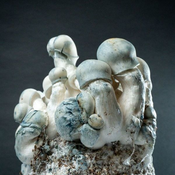 MycoBag „Tidal Wave Ape”