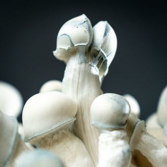 MycoBag „Tidal Wave Ape”