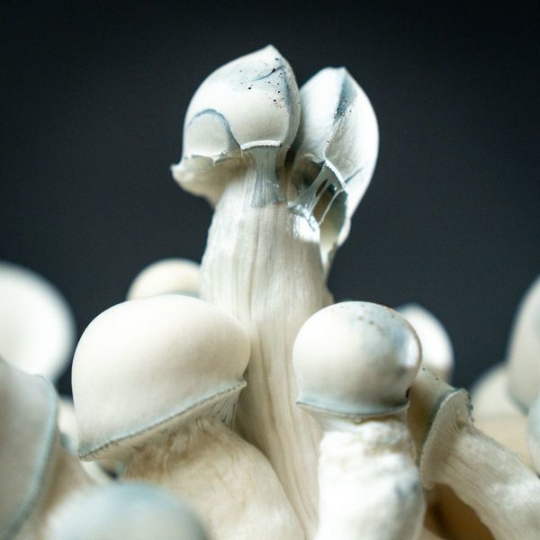 MycoBag „Tidal Wave Ape”