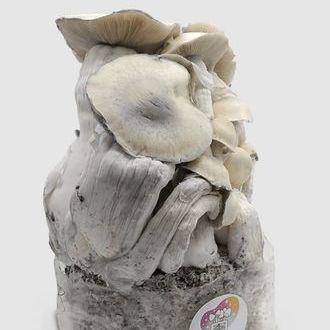 MycoBag „Whitebilly”