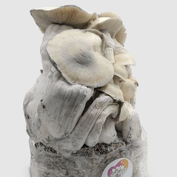 MycoBag „Whitebilly”