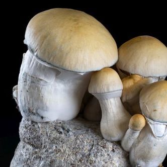 (tytuł roboczy) Mycobag Fast Whitebilly