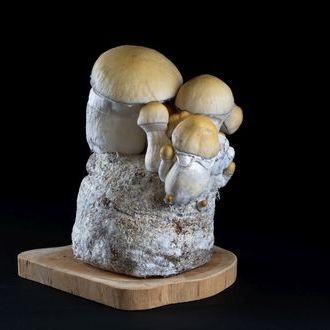 MycoBag „Whitebilly”