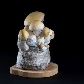 MycoBag „Whitebilly”